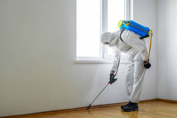 Best Wasp Removal Services  in Belle, WV