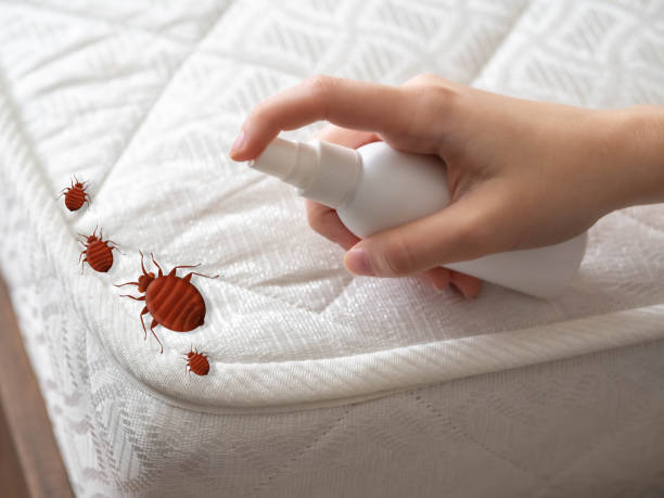 Best Best Pest Control Companies  in Belle, WV