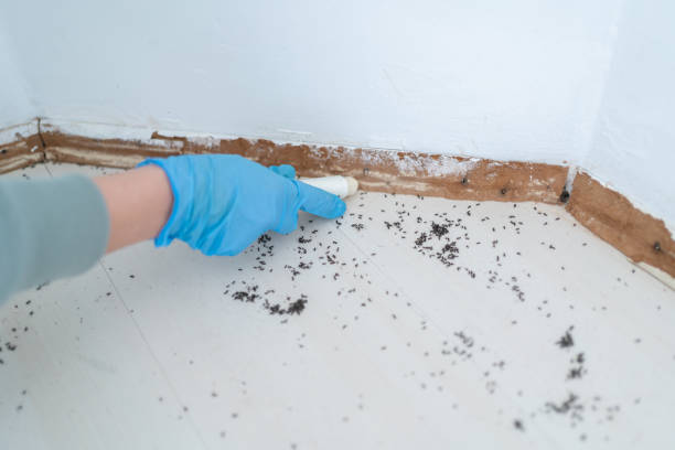 Best Termite Control Services  in Belle, WV